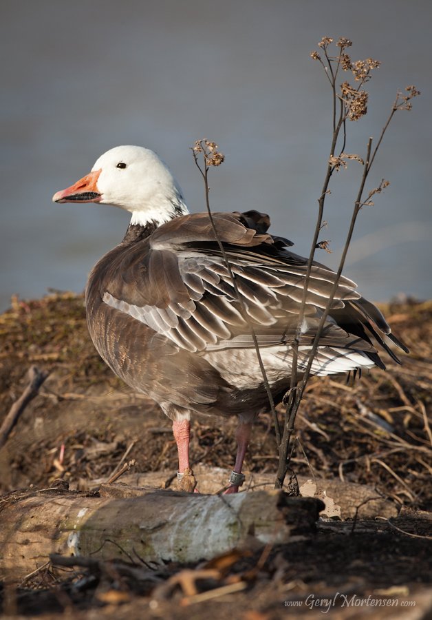 DoubleBanded Blue Goose?